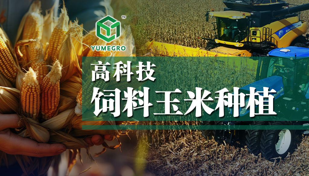 高科技饲料玉米种植：革新农业的未来