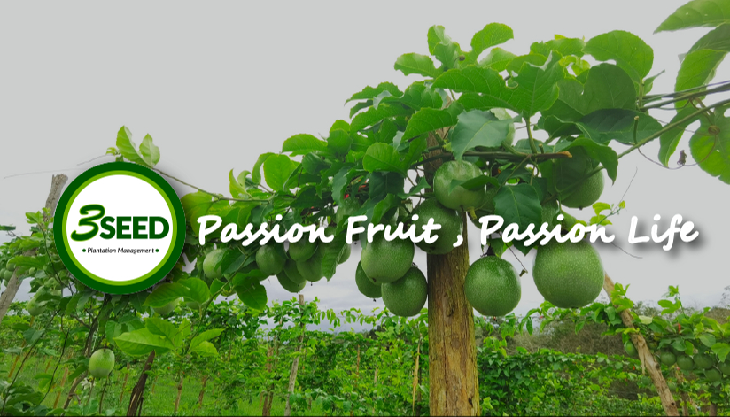 3SEED – 百香果  “Passion Fruit , Passion Life”